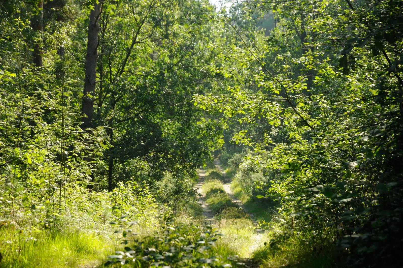 Sunlit path through a young Dutch forest