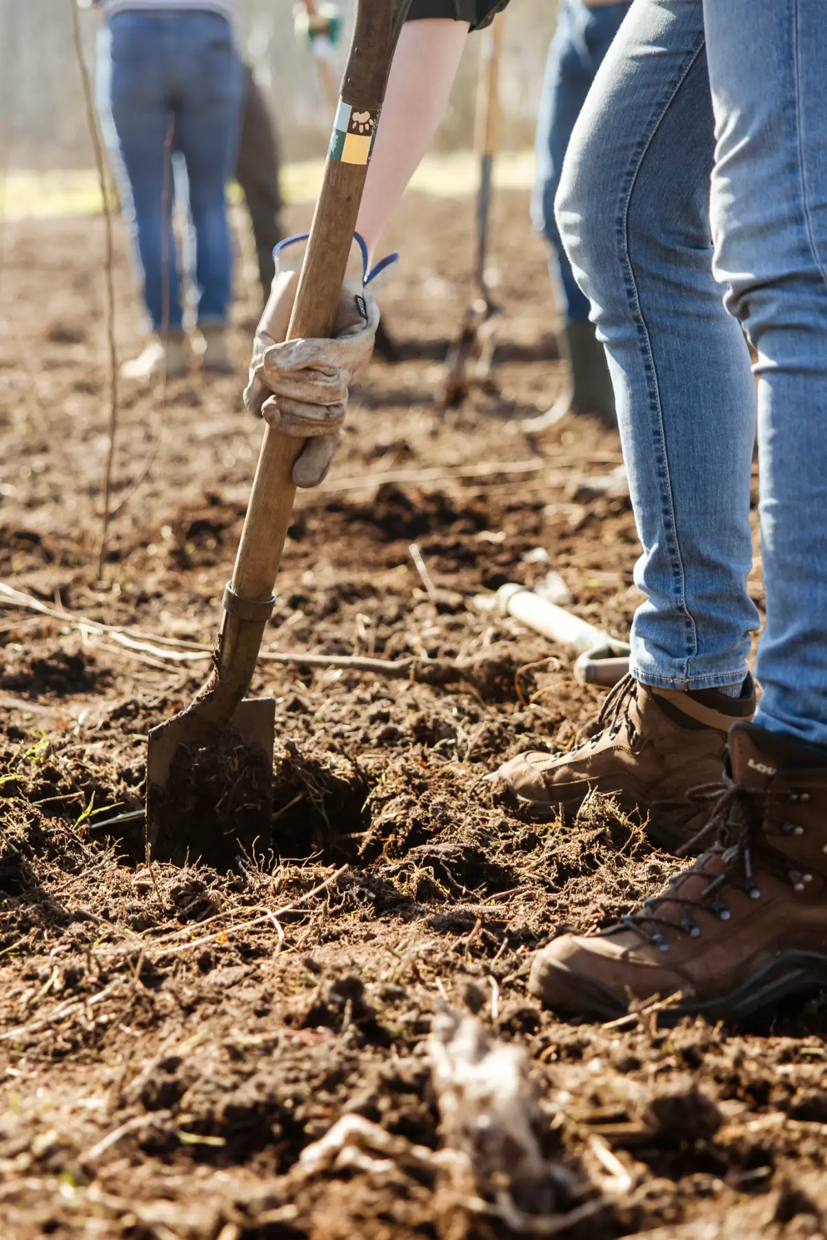 Volunteer digging a planting hole on a Trees for All planting day