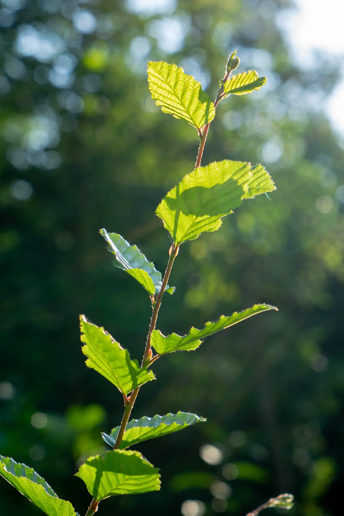 Young tree leaves backlit by the sun in a Dutch forest